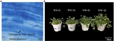 Endophytic fungus Serendipita indica accelerates ascorbate-glutathione cycle of white clover in response to water stress